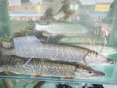 -煲来饱去冷水鱼