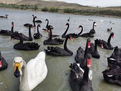 -新疆天山野生动物园