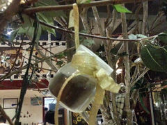 android_upload_pic-董小姐咖妃·咖啡·简餐.意面(松江大学城店)