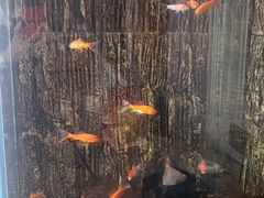 -圣爵菲斯大酒店(长沙世界之窗店)