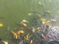 -武清南湖绿博园