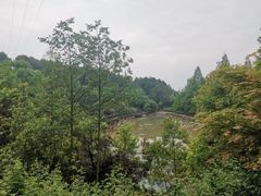 -铁山坪森林公园