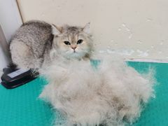 -芭比堂宠物医院·全科爱猫医院·仁德分院