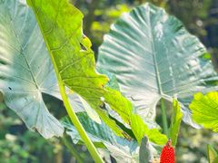 -海口火山口国家地质公园