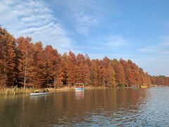 -上海海湾国家森林公园