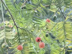 -天目山大树王景区