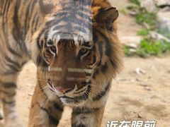 -栾川竹海野生动物园