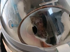 -小叮当动物医院·骨科·眼科