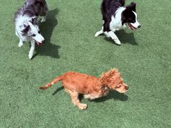 -爪吧宠物乐园 (温榆河示范区店)