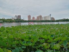 -莲花池公园