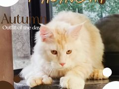 -十年猫舍·猫咪专门店(普陀店)