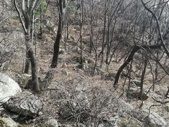 -王顺山国家森林公园