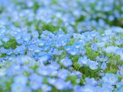 -上海辰山植物园