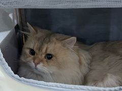 -萌兽医馆·宠物医院·猫骨科(创景店)