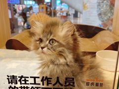 -屋虎猫馆(宝安大仟里店)