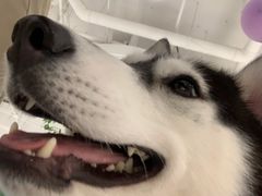 -Husky Go!哈士奇体验馆·宠物咖啡厅狗咖
