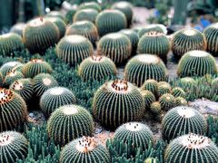 -中国科学院华南植物园