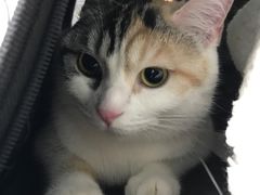 -纳吉亚猫专科动物诊疗中心(蒋宅口分院)