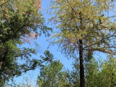 -深圳国际园林花卉博览园