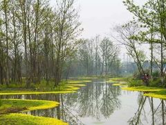 -桤木河湿地公园