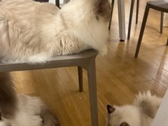 -有喵·猫咖·狗咖·30几只猫10只小狗(岗厦店)