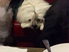 -百好乐宠物友好餐厅(朝外大街店)