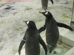-大连圣亚海洋世界
