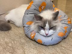 -爱侣宠医·鹦鹉专科·小型哺乳类·异宠专科(灵石路店)