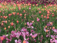 -上海鲜花港