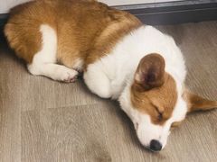 -浣熊柯尔鸭土拨鼠·电玩咖