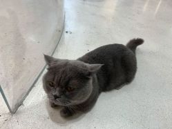 -本小姐美学·半永久纹眉野生眉