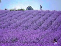 -紫颐香薰山谷景区