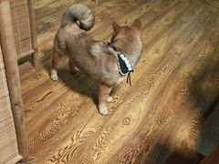 -柴务处·柴犬主题狗咖