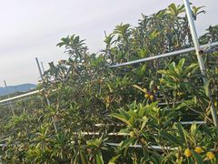 -东山风景区(洞庭东山)