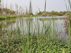 -瑶湖郊野森林公园
