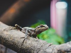 -上海大自然野生昆虫馆(东方明珠·爬宠昆虫探索中心)