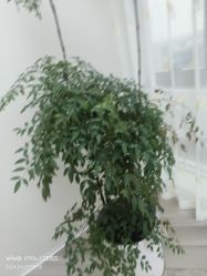-HEYAN荷妍专业脱毛连锁机构