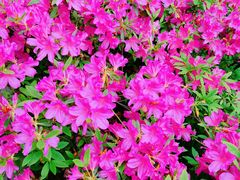 -徐家汇源景区-衡山公园