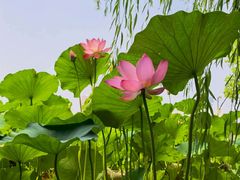-莲花池公园