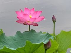 -莲花池公园