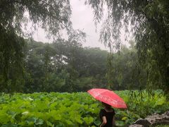 -合肥三国新城遗址公园