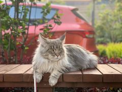 -70cat德文卷毛猫·缅因猫纯种猫舍