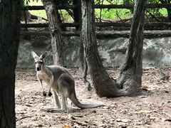 -清迈夜间动物园