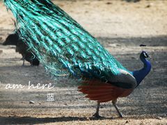 -北京麋鹿生态实验中心