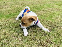 -东莞宠友24H宠物中心医院·转诊夜诊·异宠(新河北路院)