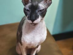 -猫爪屋猫咖(乐汇城店)
