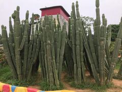 -松山湖梦幻百花洲