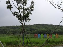 -大塘金香草谷
