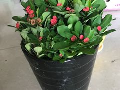 -龙大花卉苗木市场