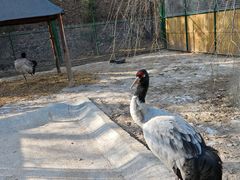 -青藏高原野生动物园